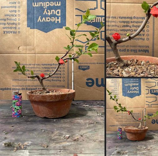 Pokemon trading card store in Kutztown Brixton & Company - Comics